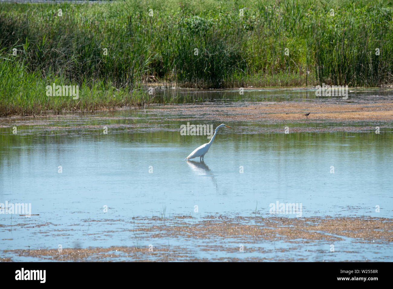 J'ai pris cette photo de l'Egret à l'aide d'un téléobjectif sigma tout en traversant la réserve naturelle de Montezuma à Seneca Falls, NY. Banque D'Images