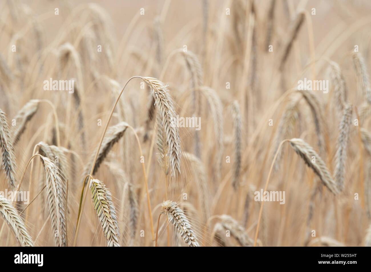 Neuruppin, Allemagne. 06Th Juillet, 2019. Le grain sur un champ près de Buskow, district de Neuruppin dans le district - Ostprignitz Ruppin. Le village se trouve à environ huit kilomètres de Neuruppin et a été signalée pour la première fois en 1256. Credit : Soeren Stache/dpa-Zentralbild/ZB/dpa/Alamy Live News Banque D'Images