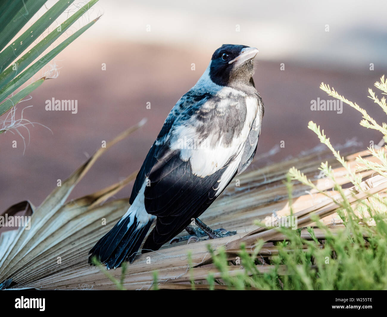 Bebe Pie Banque D Image Et Photos Alamy Bebe Pie Banque D Image Et Photos Alamy