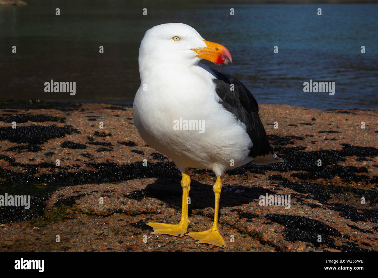 Le dirigeant d'une mouette du Pacifique se dresse sur des rochers lorgne la caméra à Honeymoon Bay, parc national de Freycinet, Tasmanie, Australie Banque D'Images