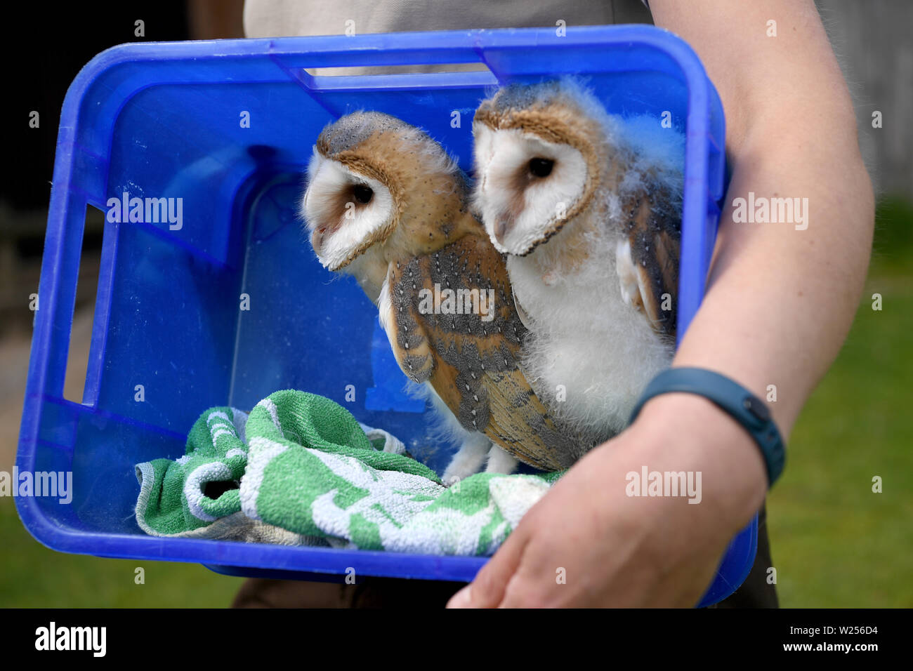 03 juillet 2019, le Schleswig-Holstein, Großenaspe : Deux jeunes effraies des clochers s'asseoir dans une boîte de Wildpark Eekholt. Les oiseaux nés en mai ont été posées à la main. Plus tard, ils sont à prendre part à la démonstration de vol dans le parc de jeux. Photo : Carsten Rehder/dpa Banque D'Images