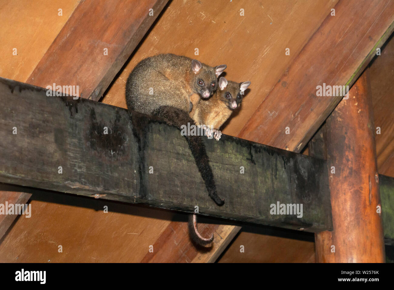 Possum Brushtail cuivré June 10th, 2019 près de Tarzali, Australie Banque D'Images