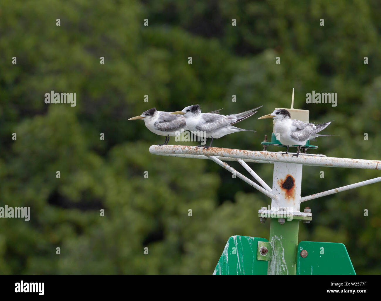 La sterne huppée June 6th, 2019 Port Douglas, Australie Banque D'Images