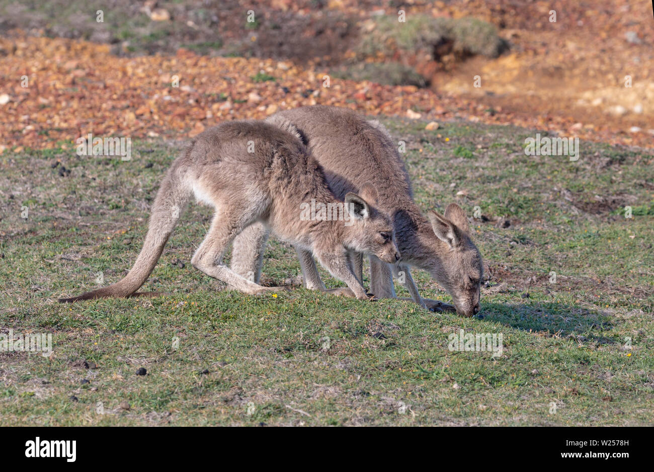 Kangourou gris de l'Est Juin 3rd, 2019 Bongil Bongil National Park, Australie Banque D'Images