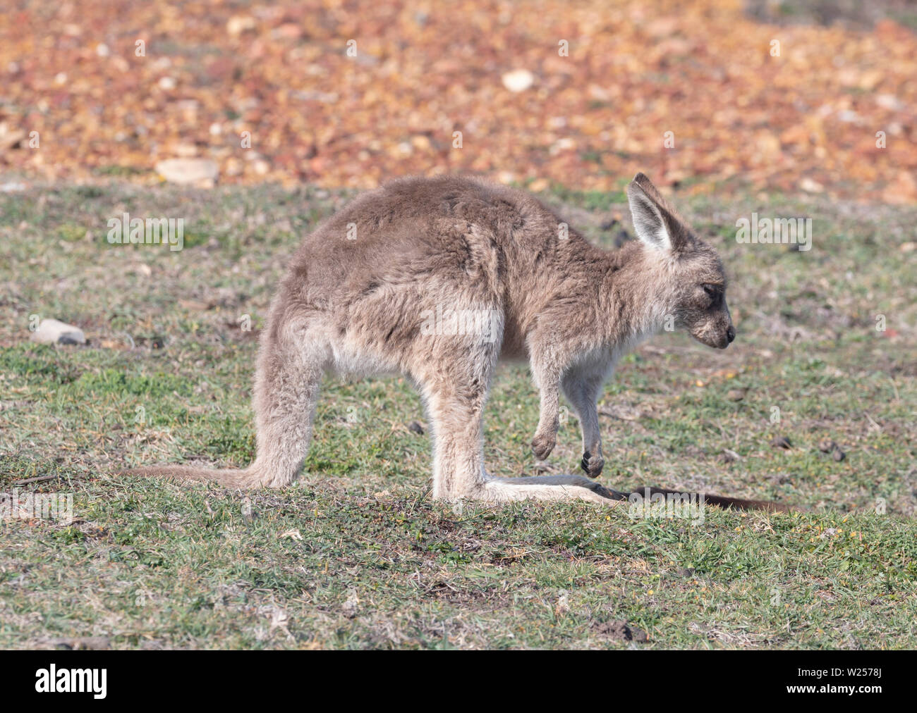 Kangourou gris de l'Est Juin 3rd, 2019 Bongil Bongil National Park, Australie Banque D'Images
