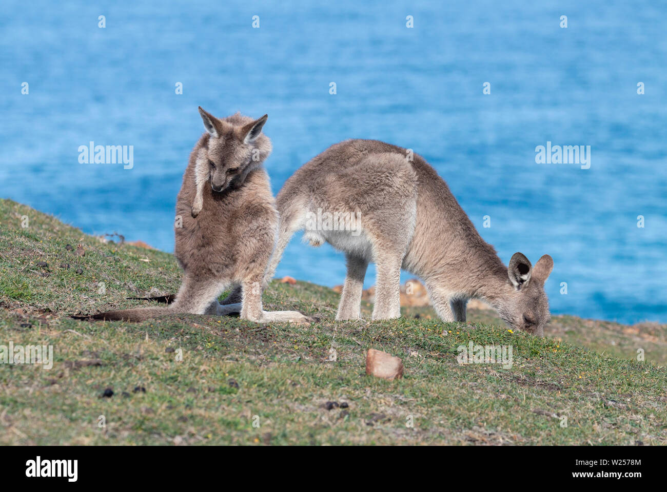 Kangourou gris de l'Est Juin 3rd, 2019 Bongil Bongil National Park, Australie Banque D'Images