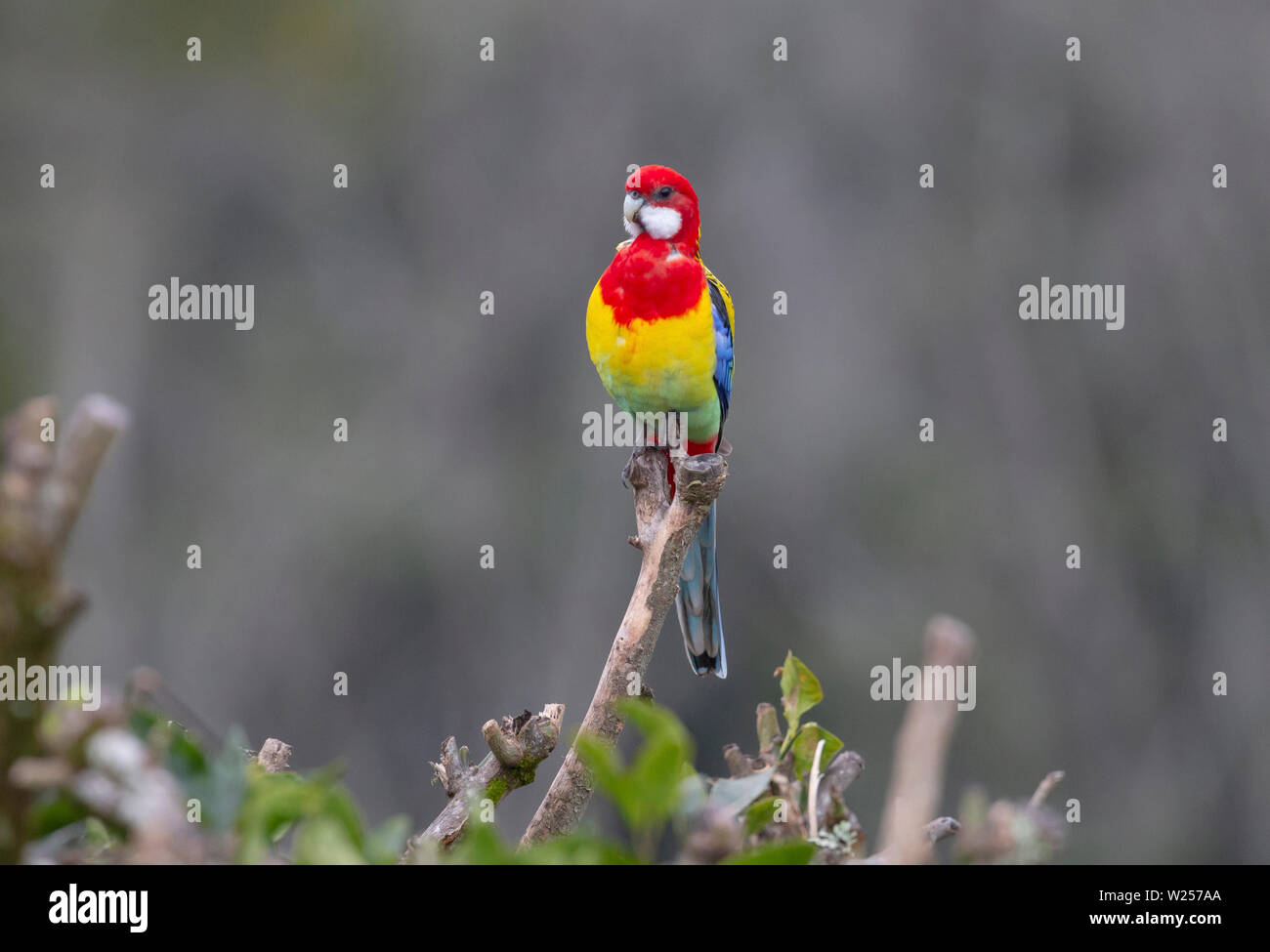 Eastern Rosella Juin 1st, 2019 Terre promise en retraite près de Bellingen, Australie Banque D'Images