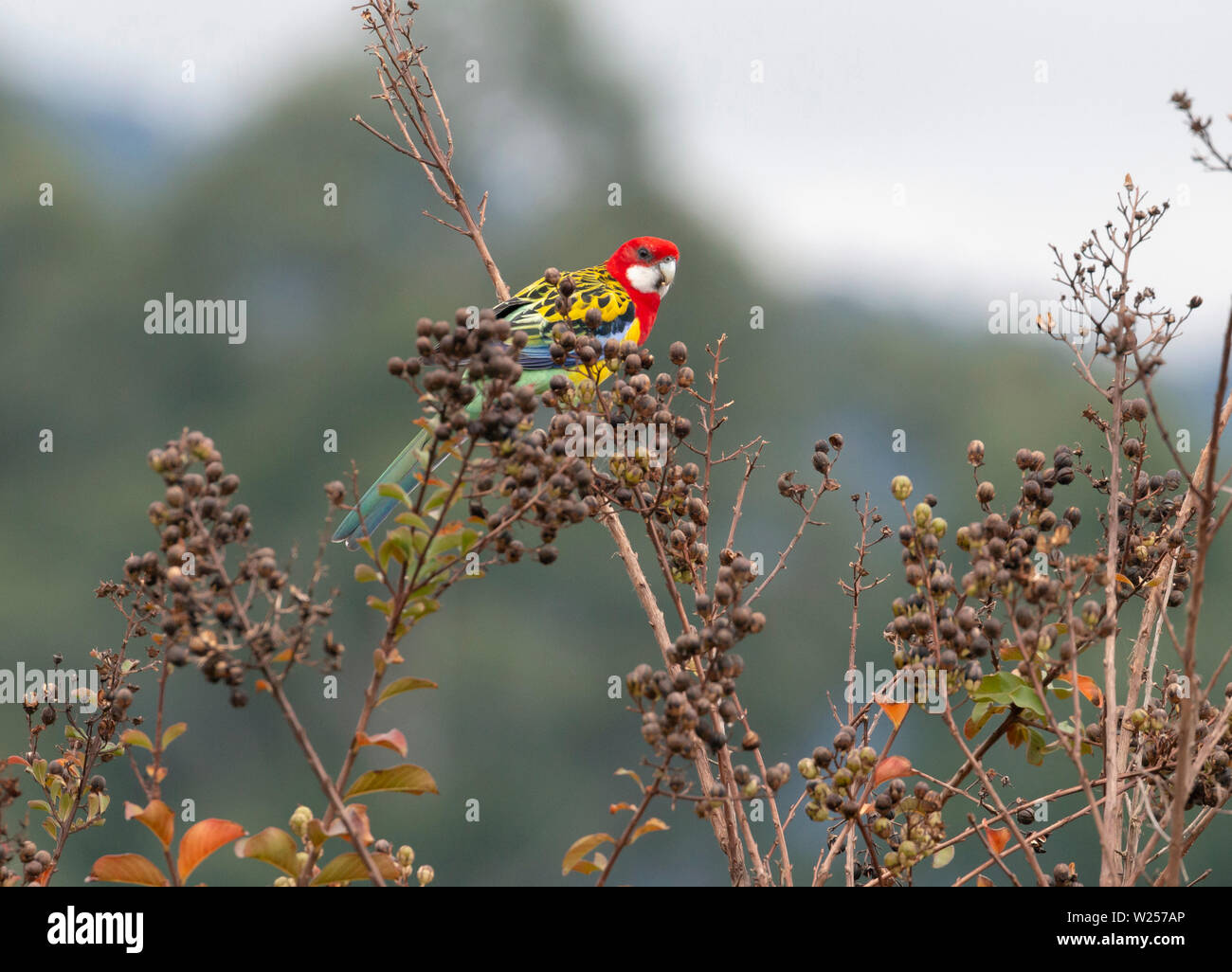 Eastern Rosella 1 juin 2019 Terre promise en retraite près de Bellingen, Australie Banque D'Images