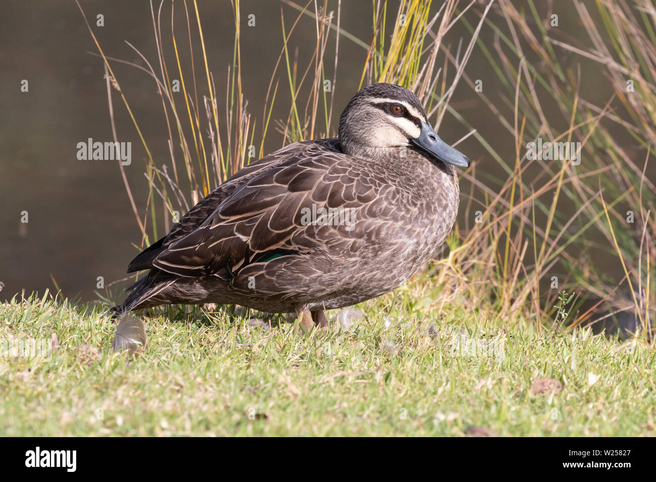 Canard noir du pacifique 12 juin 2019 Centennial Park à Sydney, Australie Banque D'Images