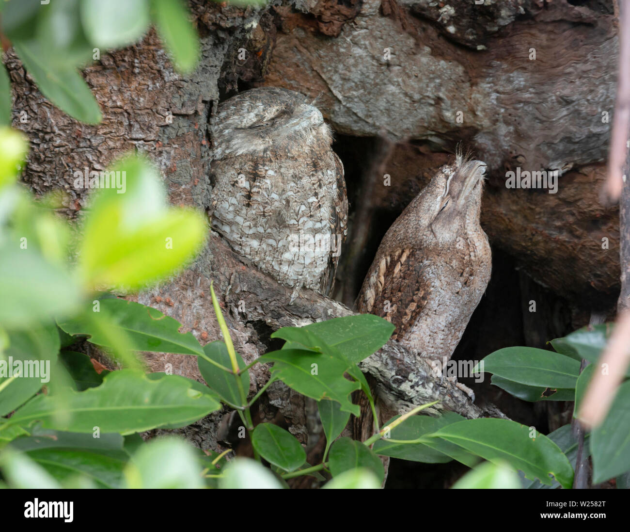 Une grille supérieure papoue June 6th, 2019 près de Port Douglas, Australie Banque D'Images