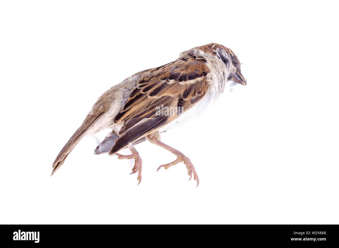 Peu dead Sparrow. Studio Photo Banque D'Images