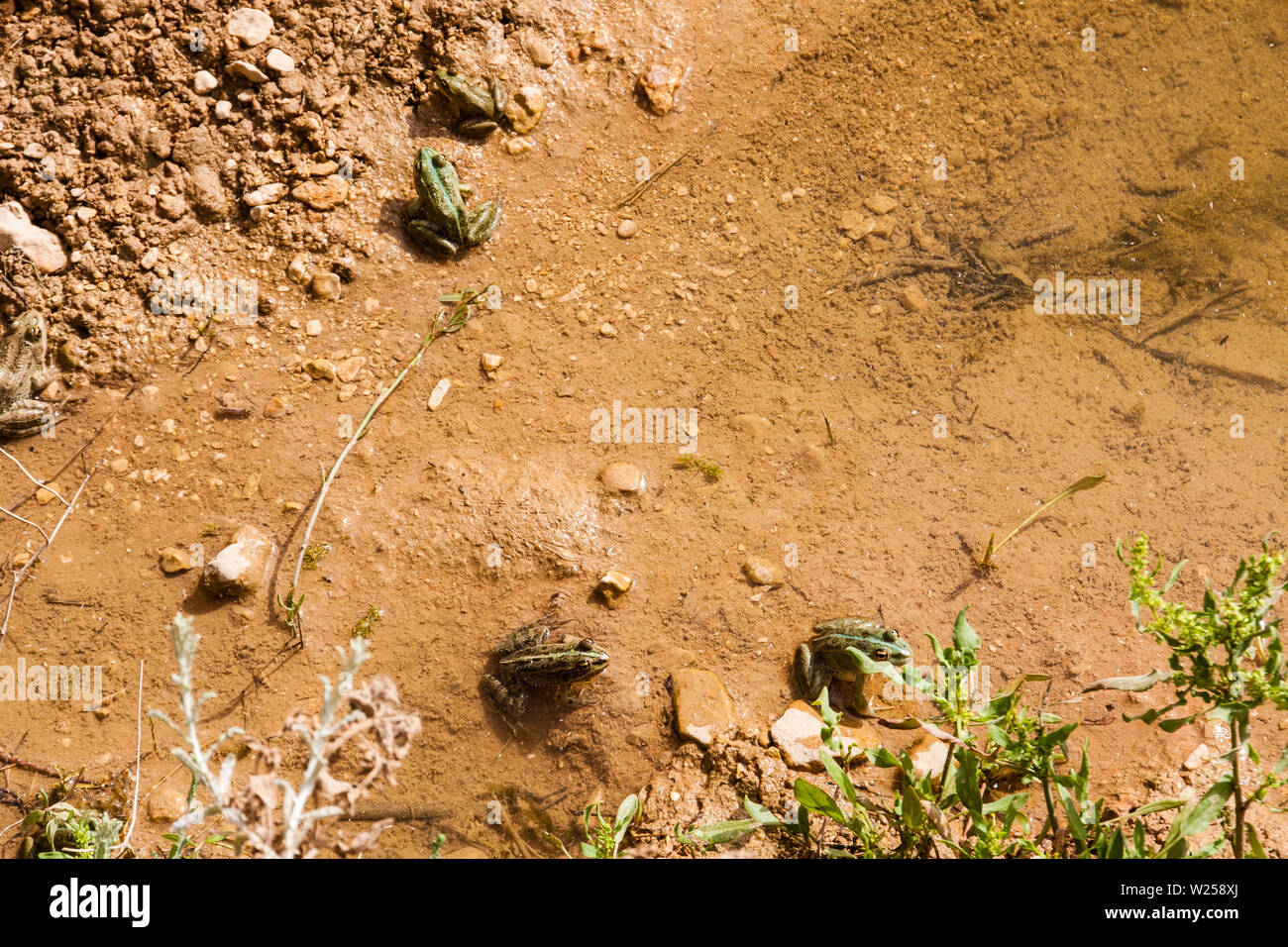 Les grenouilles dans l'étang d'eau douce Naquibs dans le désert près de Dubaï Banque D'Images