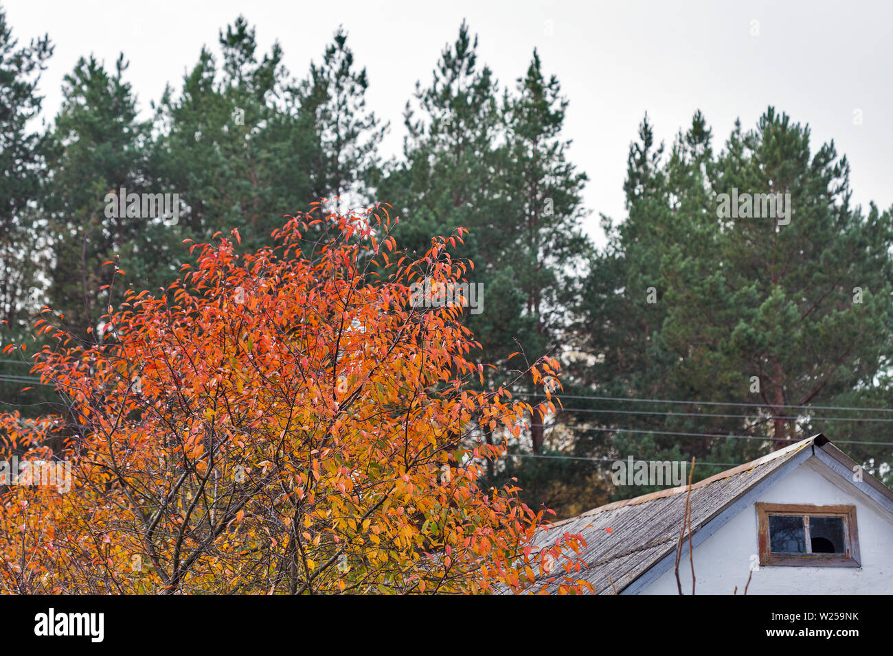 Vue rurale d'automne d'arbres et de toit de maison au centre de l'Ukraine. Banque D'Images