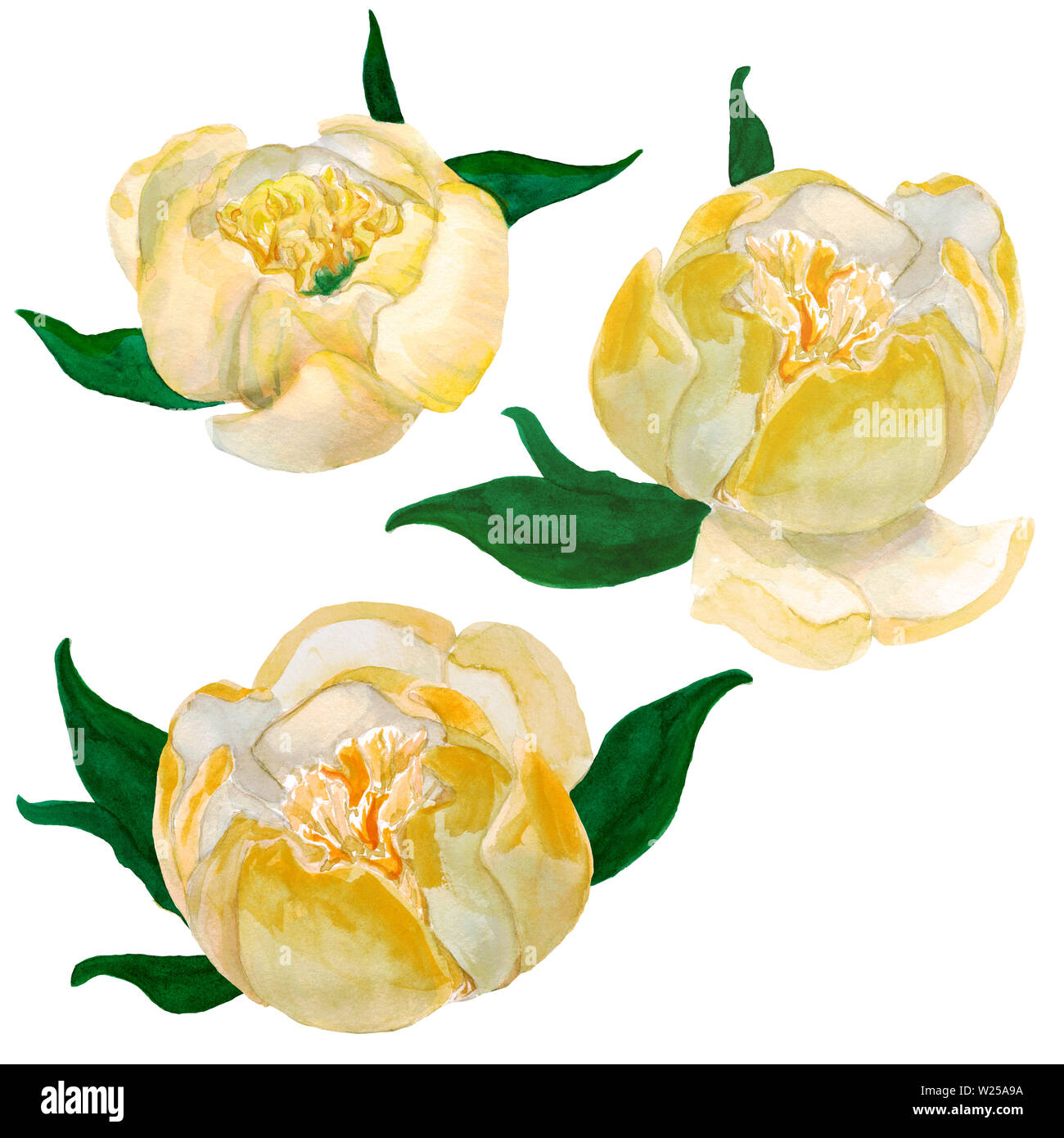 Aquarelle jaune dessiné à la main des pivoines japonais isolé sur fond blanc. Illustration Raster. Pour la conception de décor de mariage, carte de souhaits Banque D'Images