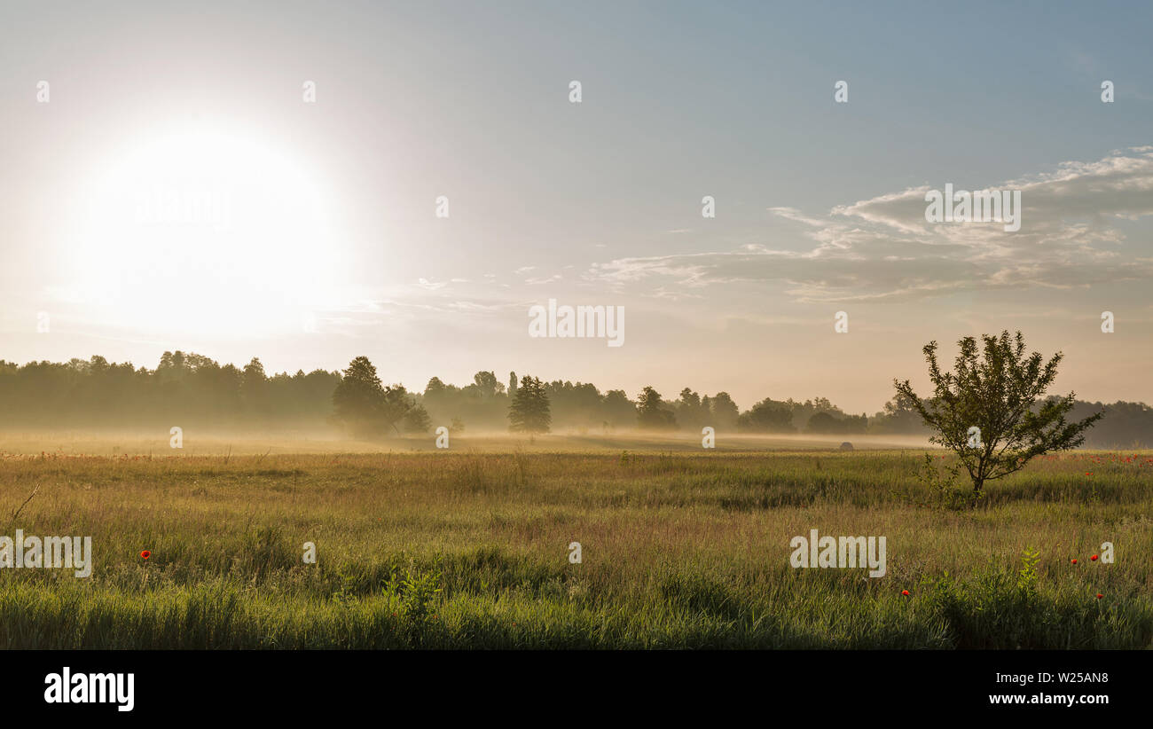 Tôt le matin d'été paysage avec haze sur la rivière Ros, l'Ukraine. Banque D'Images