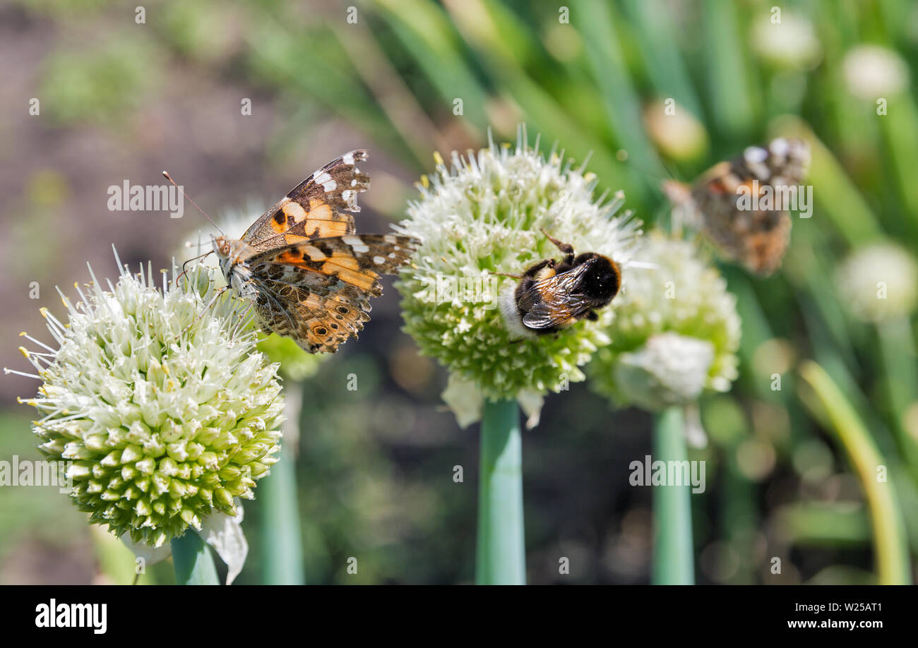 Vanessa cardui papillon et bumblebee en butinant les oignons poussant dans un champ libre à la ferme Banque D'Images