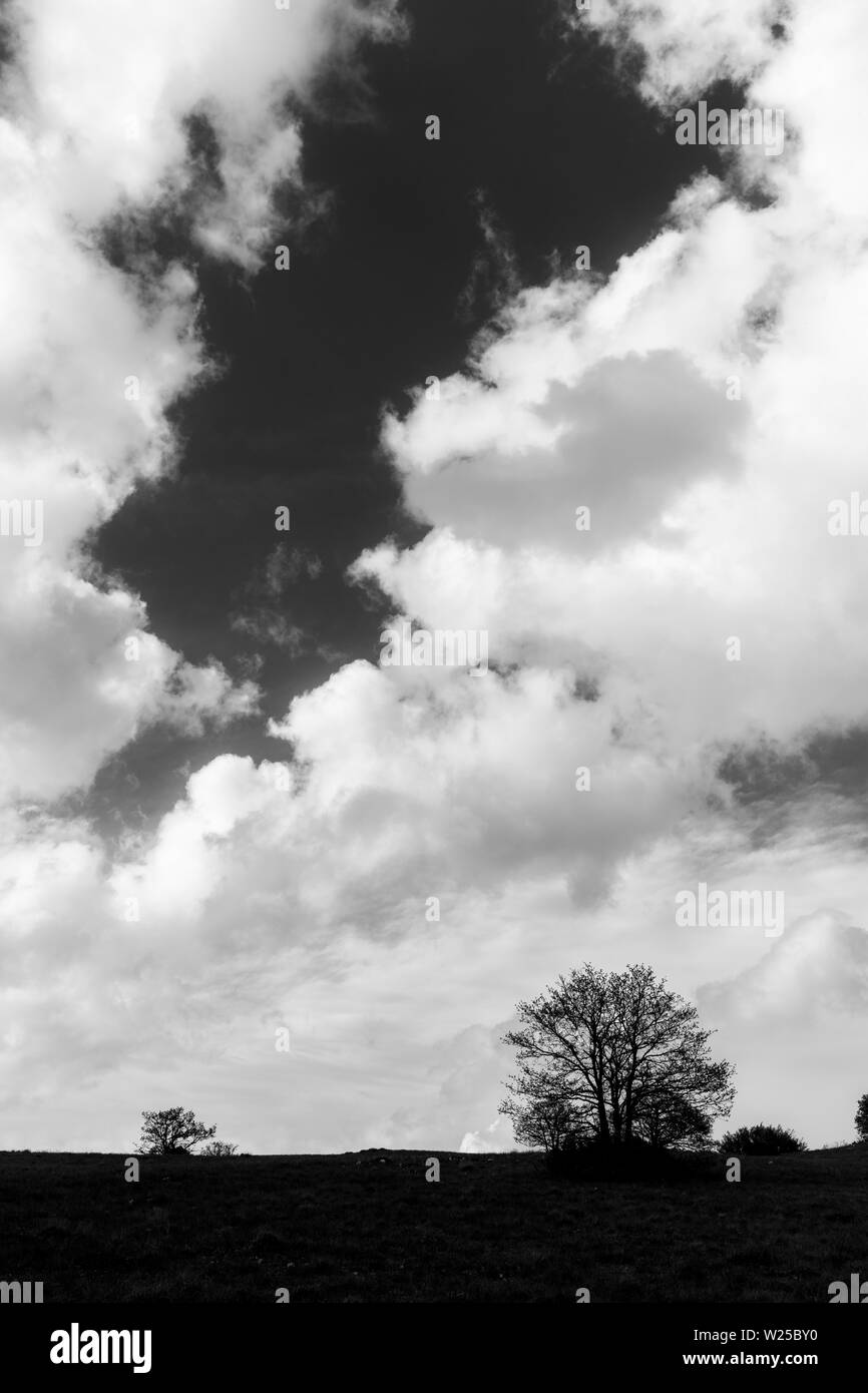 Certaines plantes et d'arbres au-dessous d'un ciel bleu avec un grand cloudscape Banque D'Images