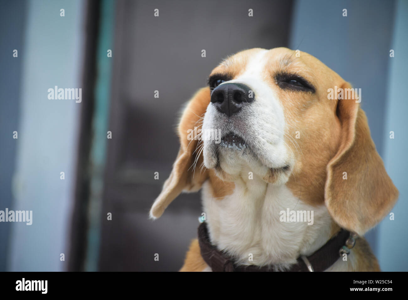 En face de beagle une clôture Banque D'Images