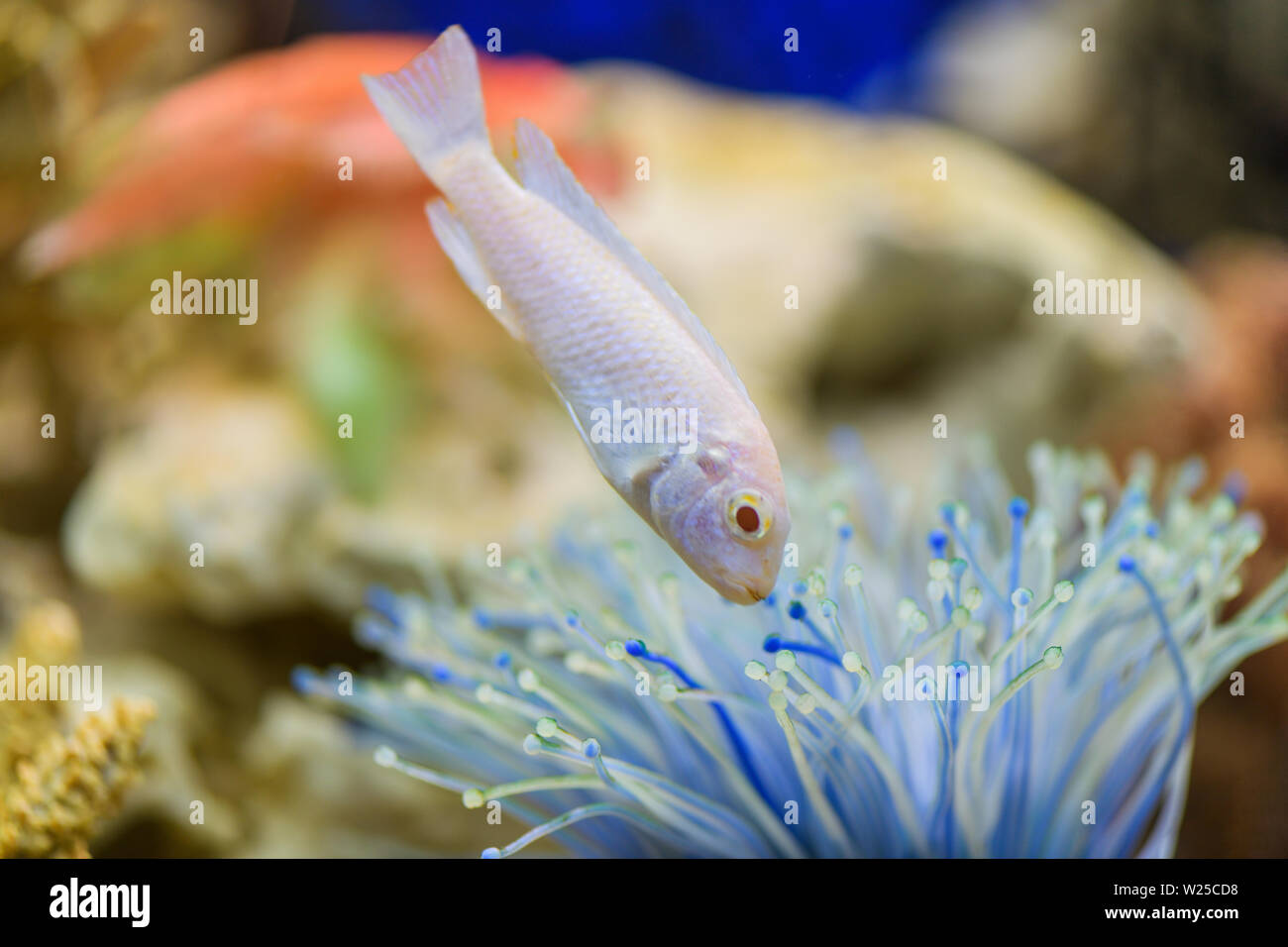 Cichlid poisson Prince des neiges dans l'aquarium , Pseudotropheus Socolofi dans un aquarium transparent. Banque D'Images
