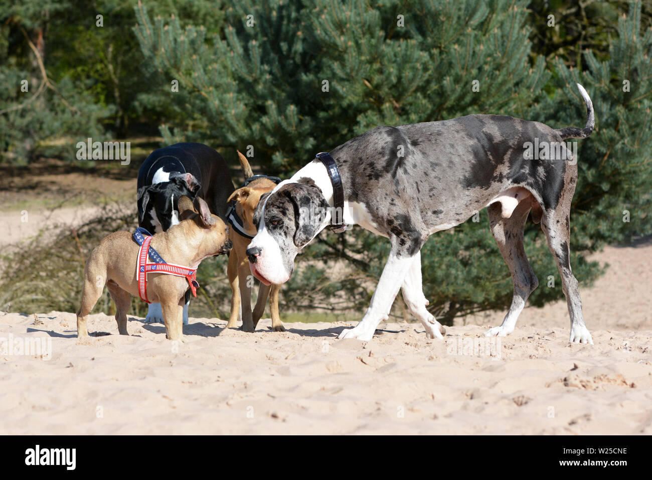 Plusieurs chiens comme merle Grand Danois de couleur fauve et petit  Bouledogue Français jusqu'à la réunion un parc pour chiens Photo Stock -  Alamy