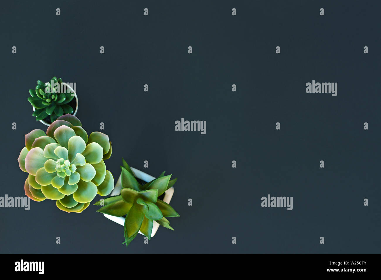 Petites plantes succulentes organisées dans le coin de l'image sur fond noir avec copie espace Banque D'Images