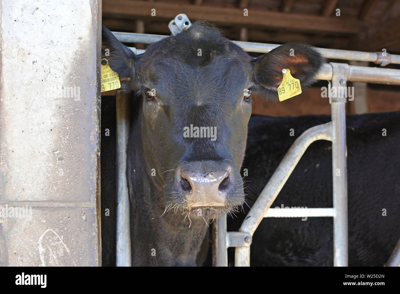 Heidelberg, Allemagne : Aberdeen Angus noir cattles coller la tête par des barres de fer et looking at camera in animal stable Banque D'Images