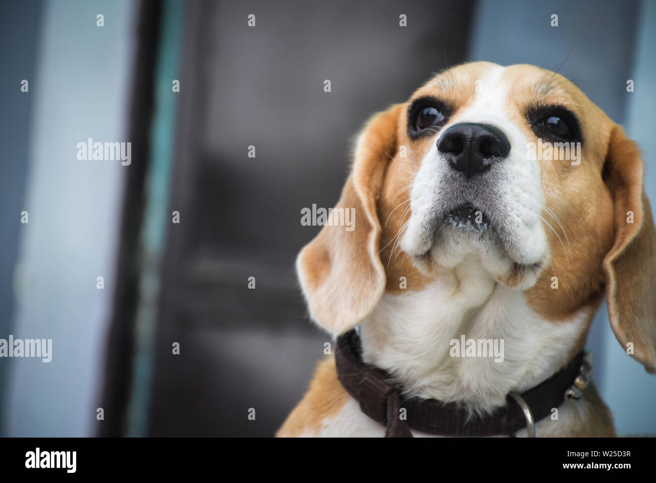 En face de beagle une clôture Banque D'Images