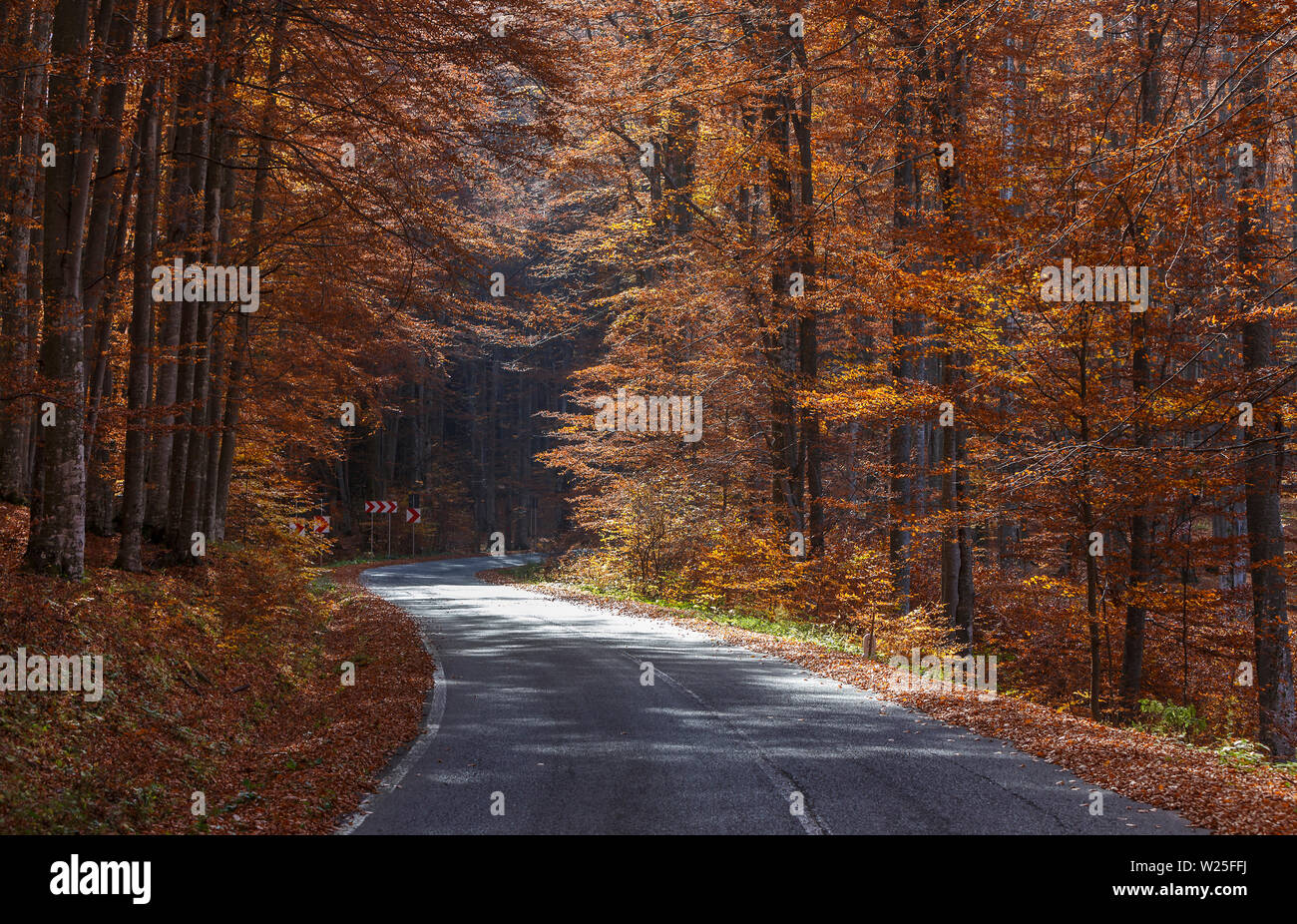 Les courbes d'une route sinueuse à travers les arbres d'automne dans les montagnes des Carpates, Roumanie Banque D'Images