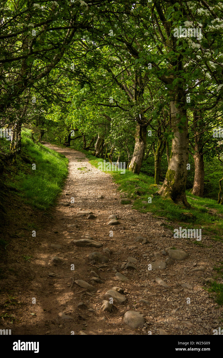 UK, Cumbria, Sedbergh, Dales High Way chemin menant à Settlebeck Gill en passant par des bois de chêne Banque D'Images