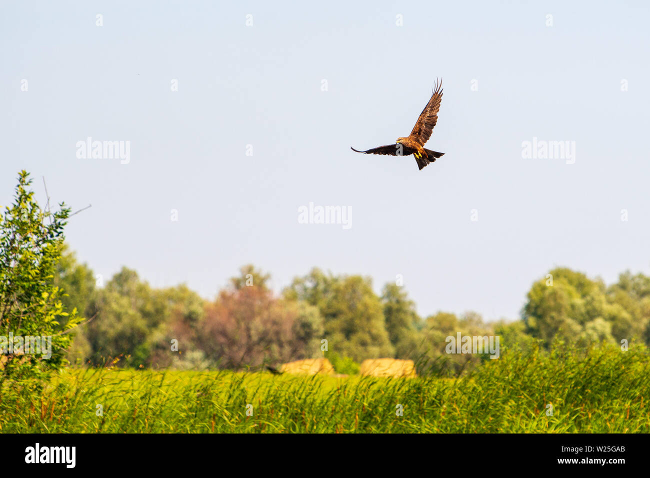 Planeur dans le ciel bleu Hawk Buse (Buteo buteo). Hawk à la recherche de proies. Banque D'Images