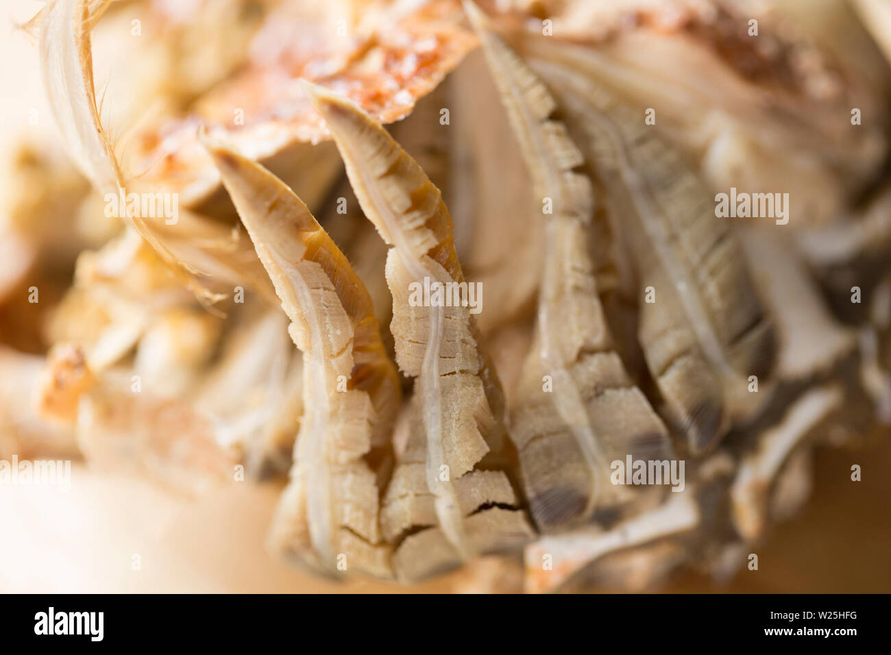 Le corps d'une araignée de mer bouillis, Maja brachydactyla, qui a été pris dans la Manche. Elle a été bouillie et de la coquille et les jambes. Le p Banque D'Images