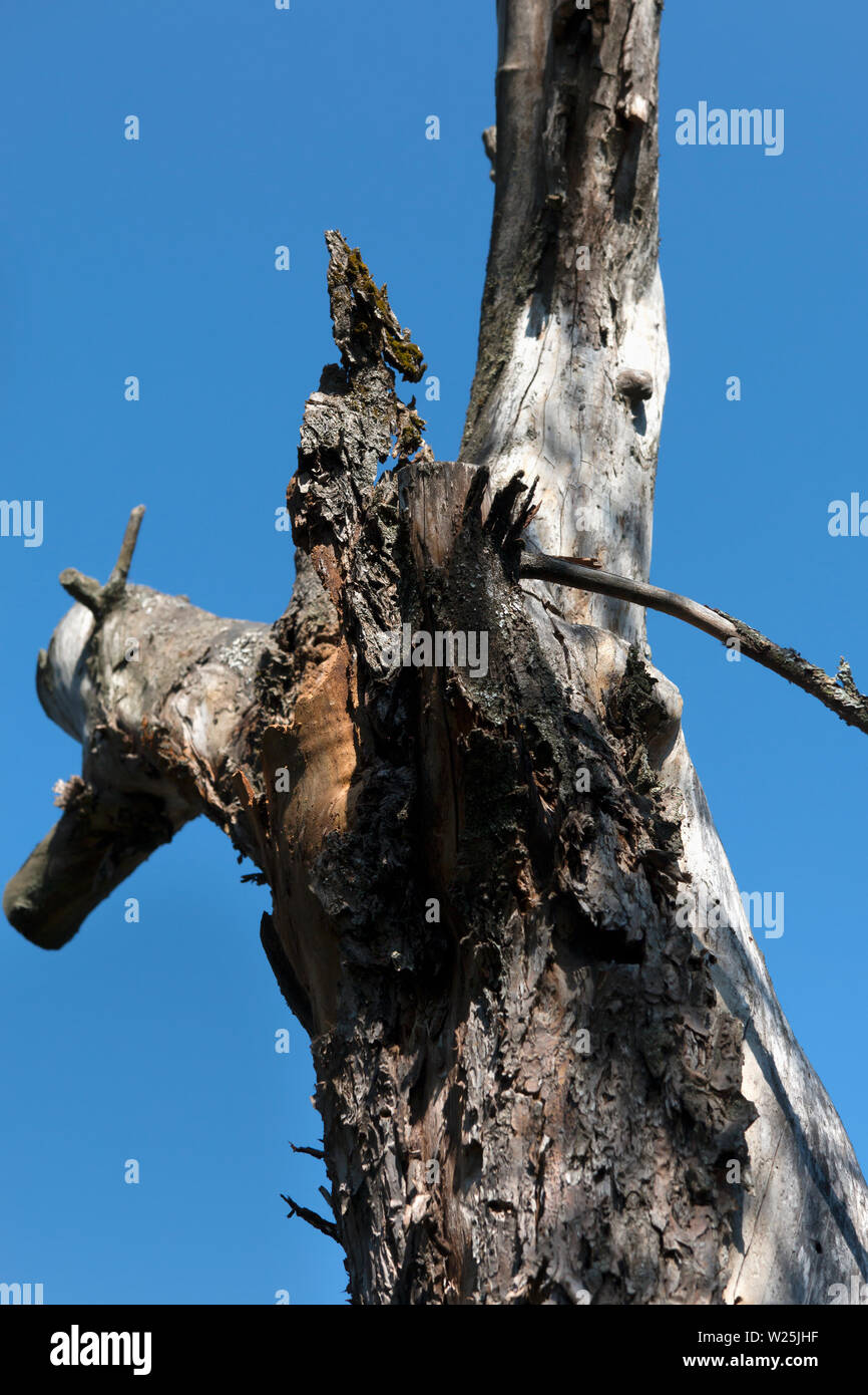 Le tronc d'un vieux pommier séchées seul se tenant sous le soleil de l'été torride contre un ciel bleu. Selective focus Banque D'Images