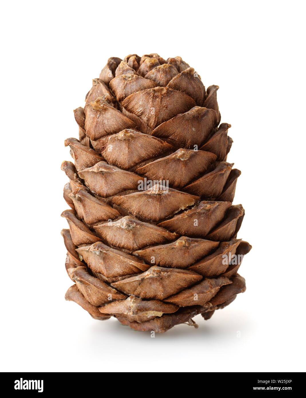 Cône de pin mûre unique pleine de nuts isolated on white Banque D'Images