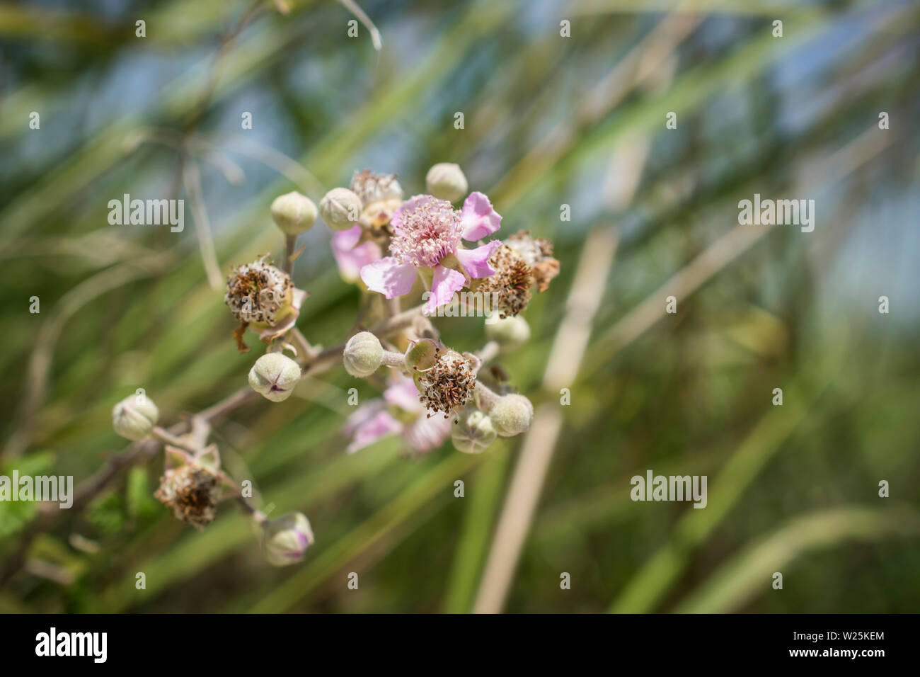 Un gros plan de fleurs blackberry sur une branche Banque D'Images