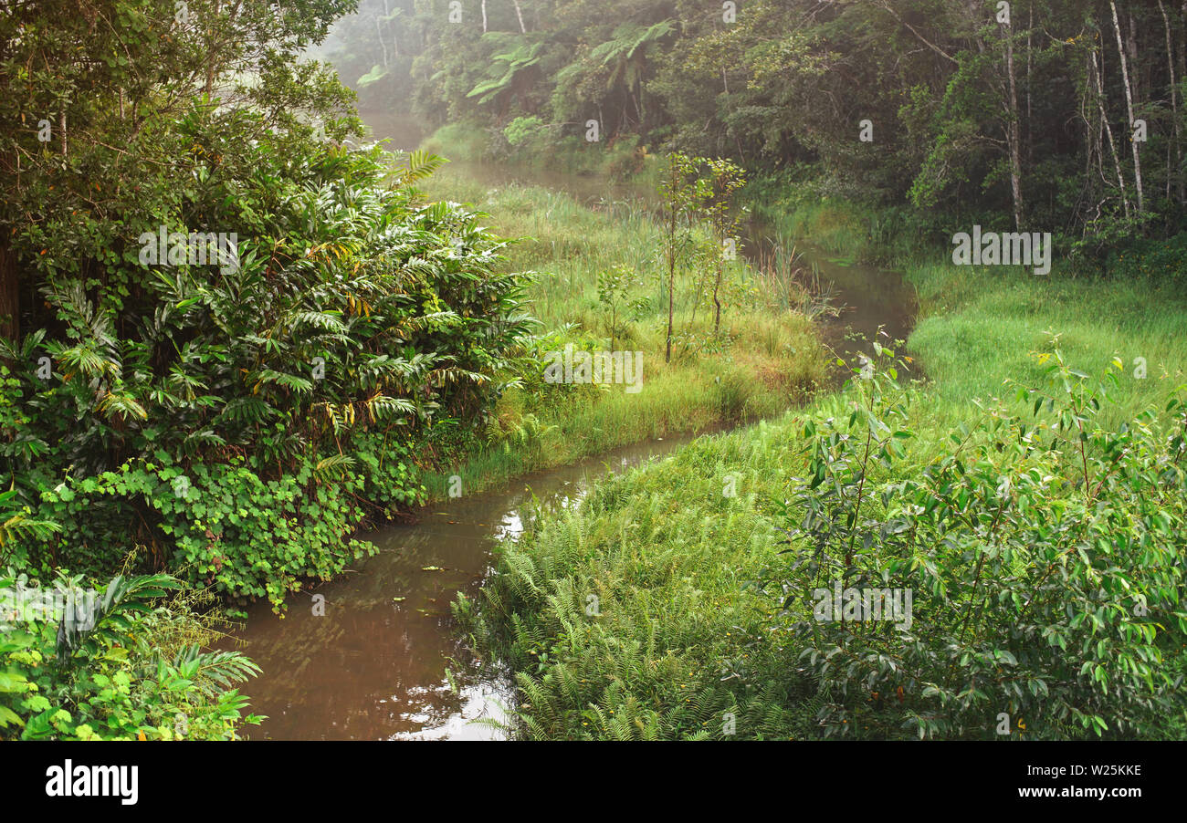 Matin calme dans la jungle africaine, rainforest avec petite rivière. Feuillage vert dynamique - la plupart d'elle endémique à Madagascar. Banque D'Images