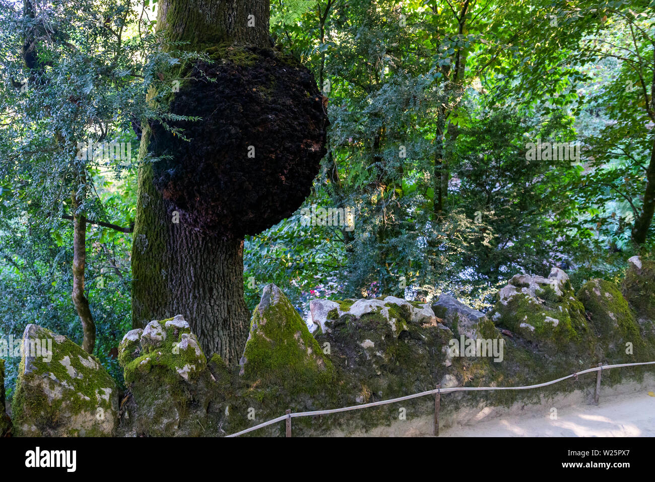 Fomes fomentarius énorme champignon ou l'amadou amadou, faux, champignon champignon sabot, Amadou conk, Amadou polypore, ice man, champignon poussant sur le tronc du saule avec Banque D'Images