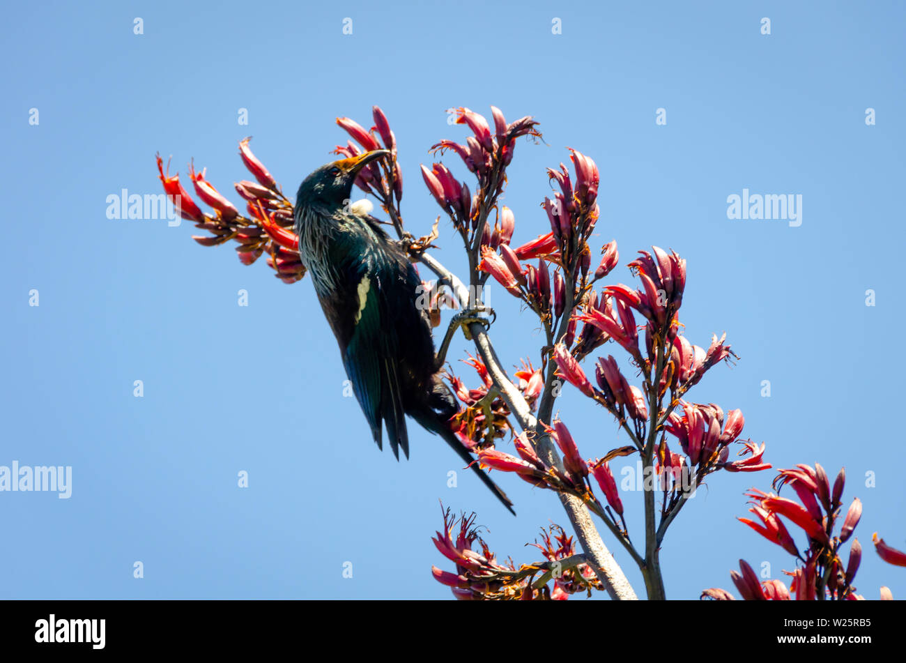 Tui nourrir les oiseaux sur lin rouge fleurs, l'île de Kapiti, île du Nord, Nouvelle-Zélande, note le pollen rouge sur la face de la TUI. Banque D'Images