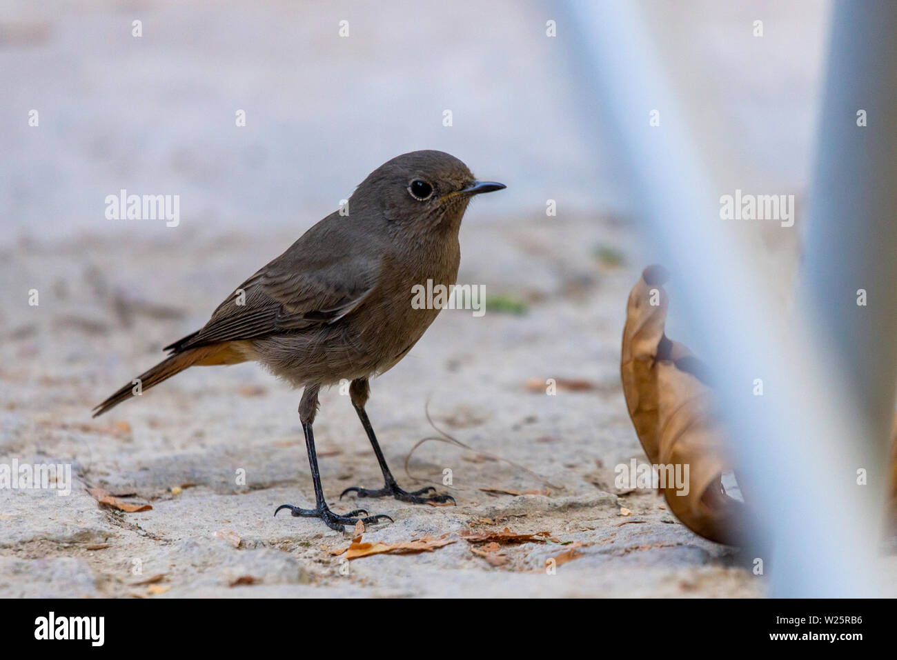 Rougequeue noir Phoenicurus ochruros, unique, femelle Banque D'Images
