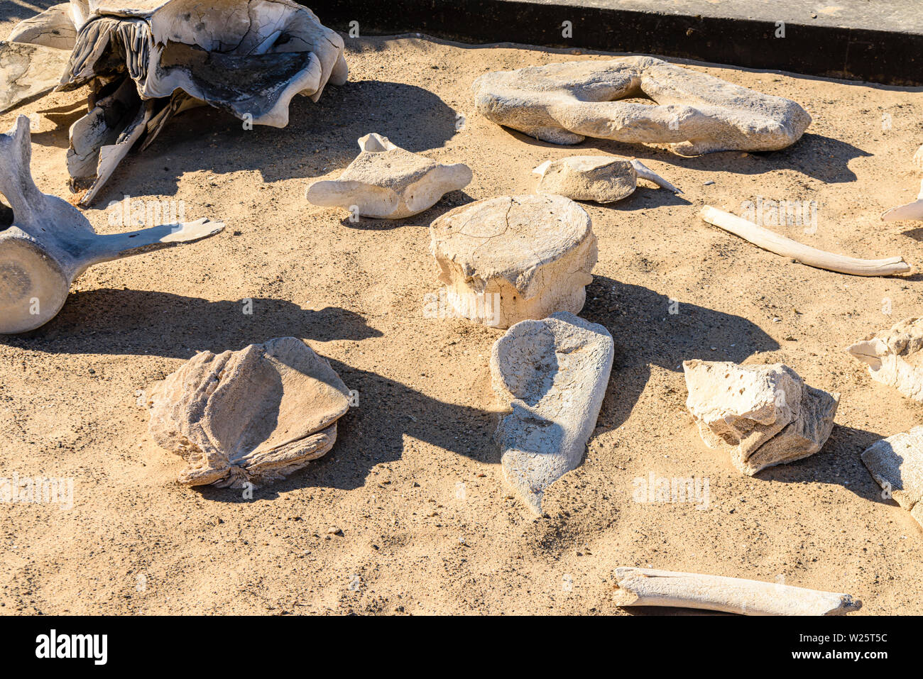 Collection d'os de baleines à la Skeleton Coast, Namibie. La côte a obtenu son nom en raison du nombre de squelettes de baleines à gauche après la chasse commerciale au 19e siècle. Banque D'Images