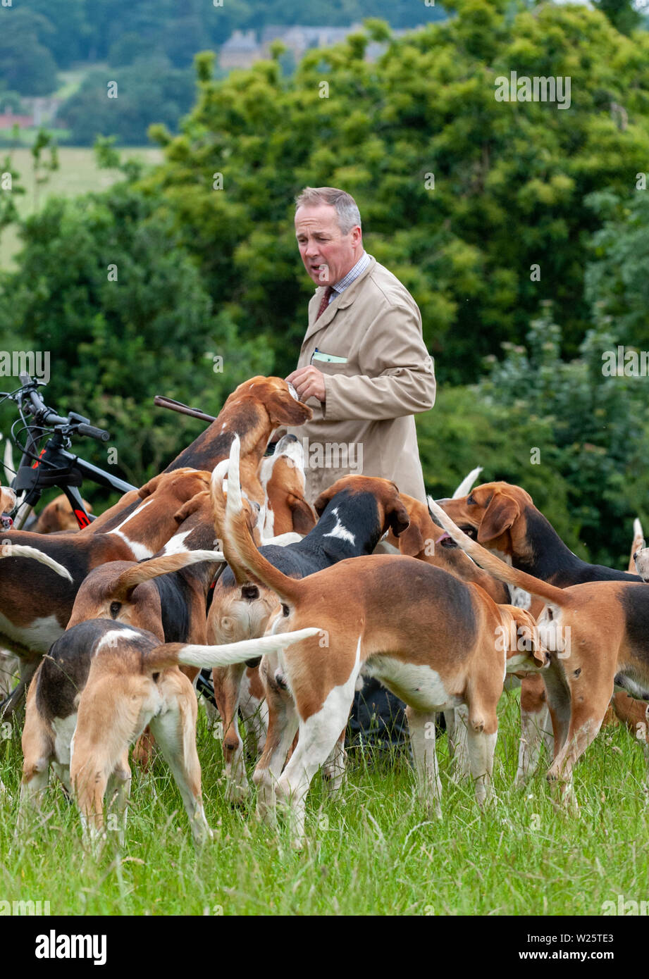 Belvoir, Grantham, Lincolnshire, Royaume-Uni. 6 juillet 2019. Le Duc de Rutland sur sa meute pour exercice tôt avec le Belvoir Huntsman John Holliday dans le peloton. Crédit : Matt Limb OBE/Alamy Live News Banque D'Images