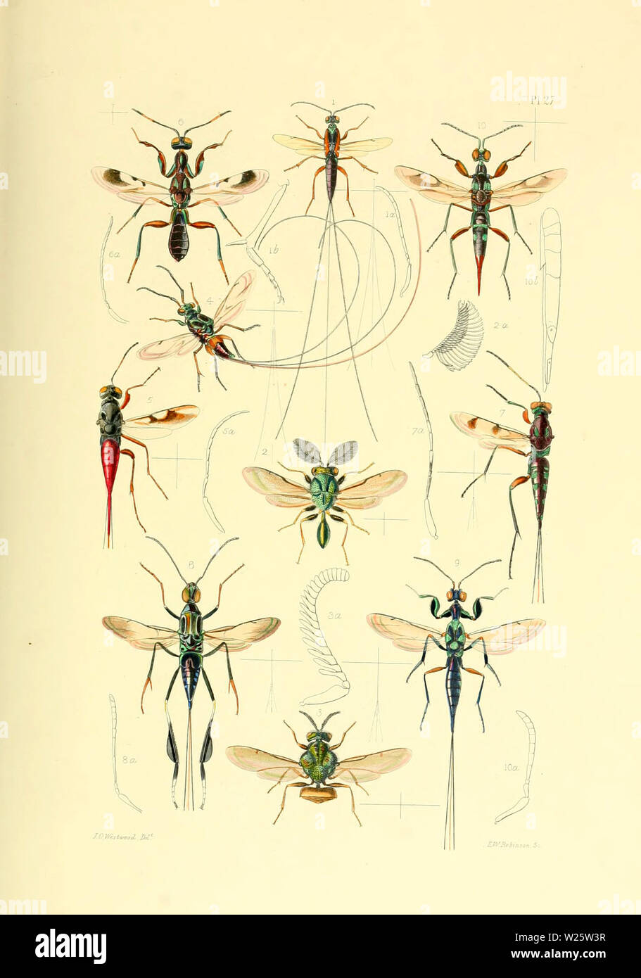 Belles illustrations faites à la main vintage d'insectes exotiques à partir de vieux livre. Il peut être utilisé comme élément décoratif ou d'affiches pour l'intérieur. Banque D'Images