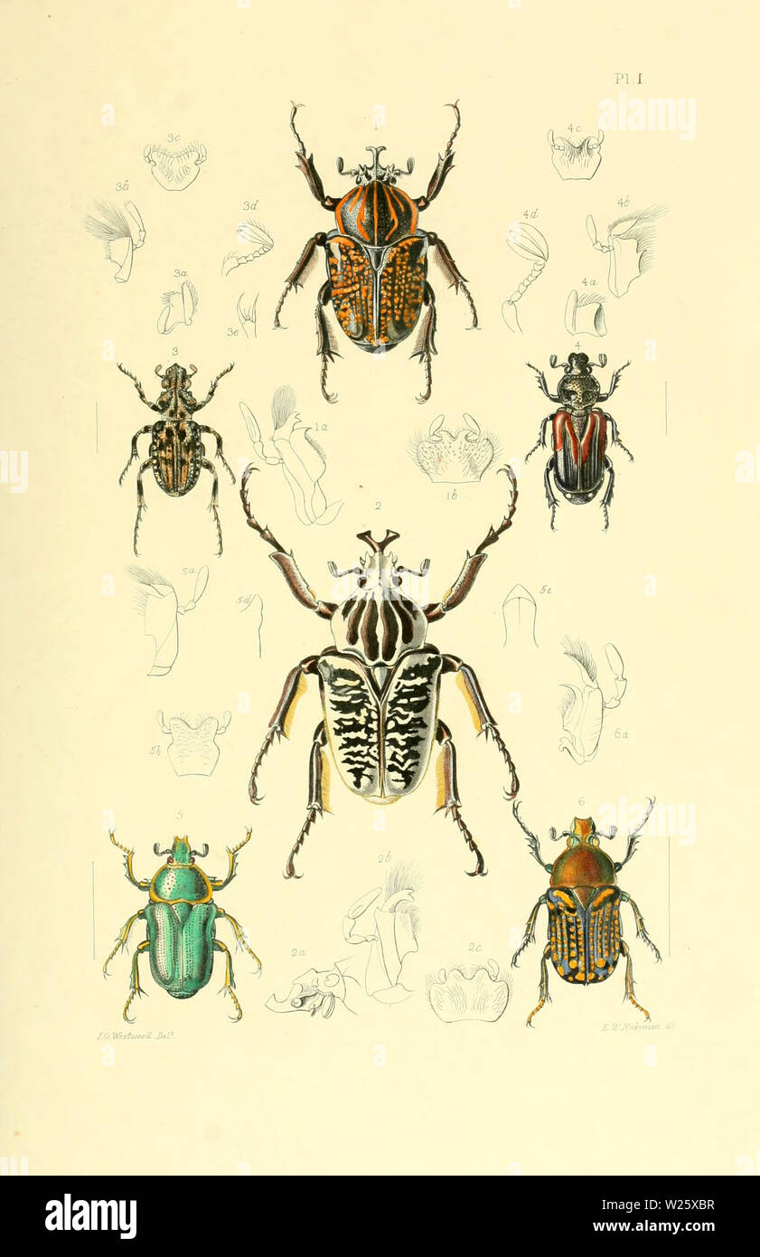 Belles illustrations faites à la main vintage d'insectes exotiques à partir de vieux livre. Il peut être utilisé comme élément décoratif ou d'affiches pour l'intérieur. Banque D'Images