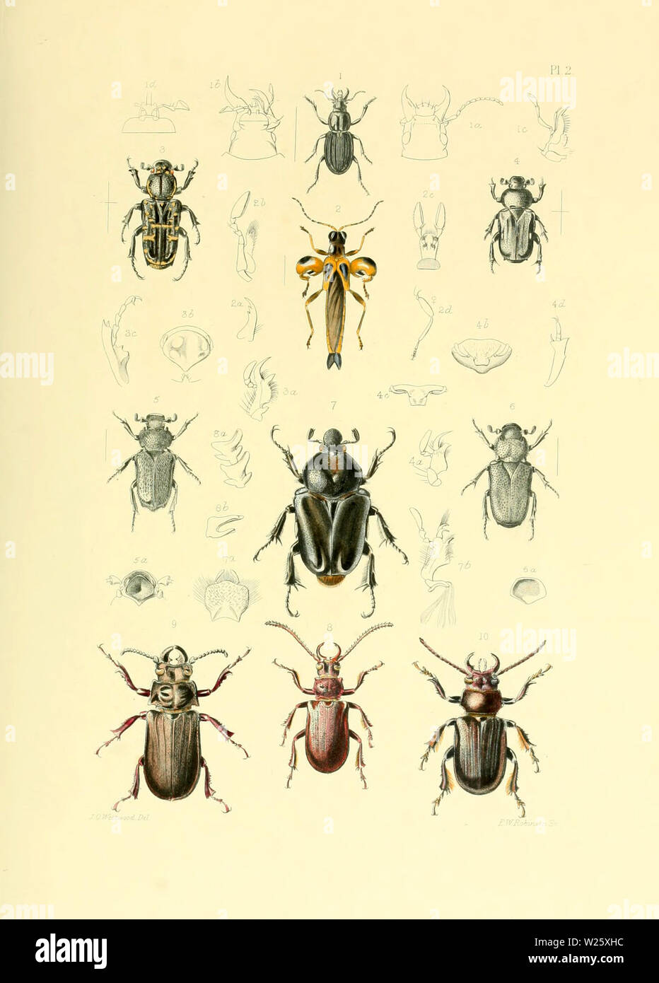 Belles illustrations faites à la main vintage d'insectes exotiques à partir de vieux livre. Il peut être utilisé comme élément décoratif ou d'affiches pour l'intérieur. Banque D'Images