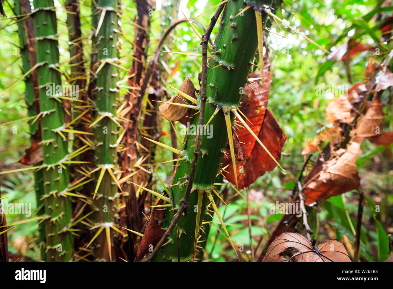 Grande plante hérissée dans rainforest Banque D'Images