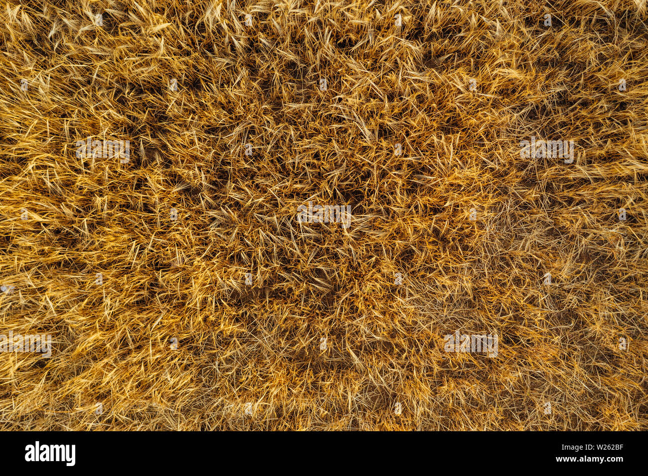 Drone aérien photographie de terres agricoles. Les parcelles agricoles de terres en Pologne, Europe Banque D'Images