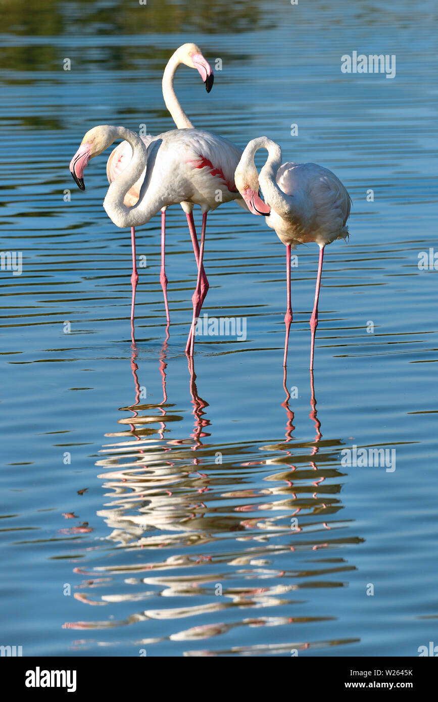 Des flamants roses (Phoenicopterus ruber) debout dans l'eau avec de grandes réflexions, dans la Camargue est une région naturelle située au sud d'Arles, France Banque D'Images