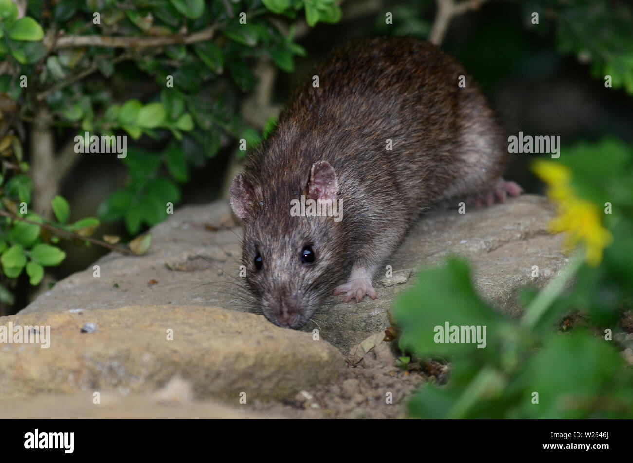 rat brun Banque D'Images