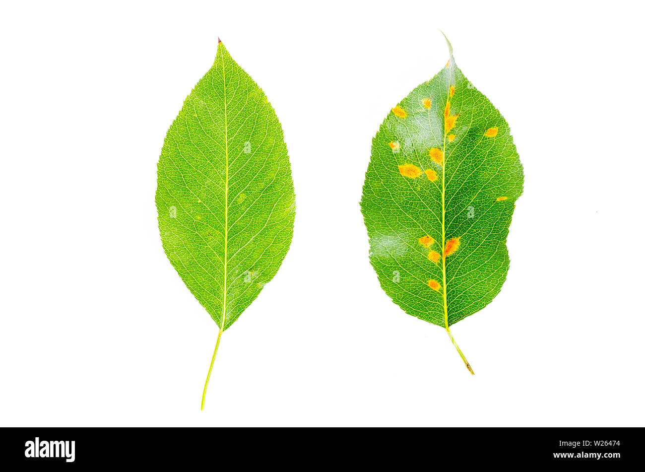 De rouille sur les feuilles du poirier, les maladies des plantes. Banque D'Images