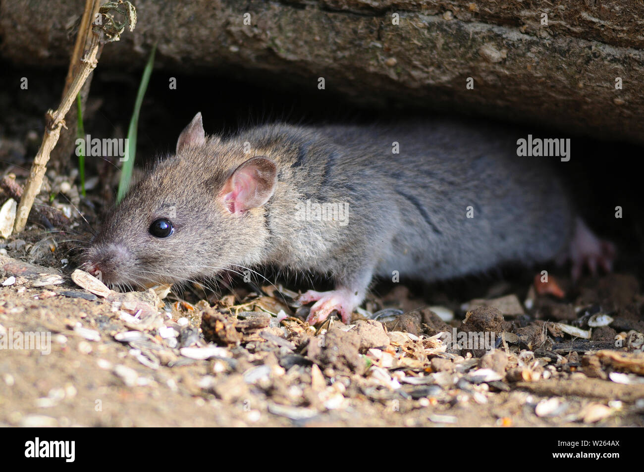 rat brun Banque D'Images