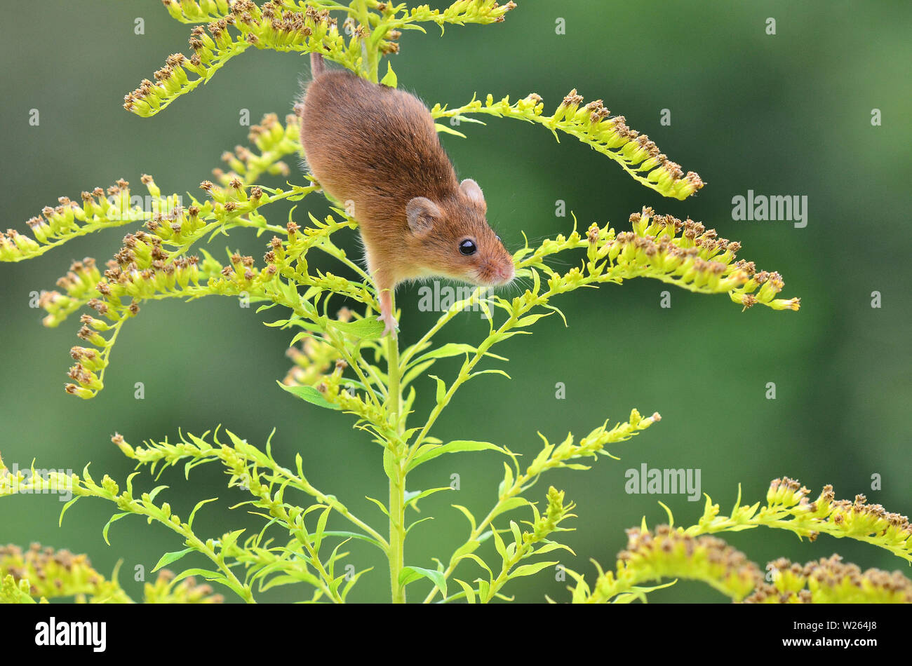 La souris de la récolte Banque D'Images